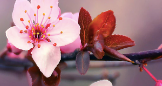 Cherry Blossom Soy Candle